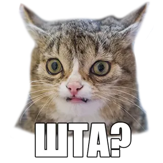 😬 ШТА? gato, gracioso, sorprendido, ruso, pegatina whatsapp sticker