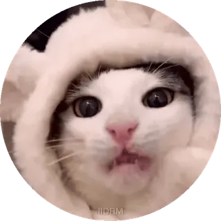 🤤 gatto, gattino, carino, animale, animale domestico telegram sticker