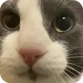 🥺 gatto, animale, animale domestico, primo piano, adesivo telegram sticker