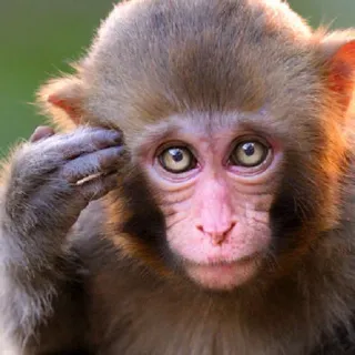 😒 scimmia, animale, carino, mammifero, fauna selvatica, pensieroso telegram sticker