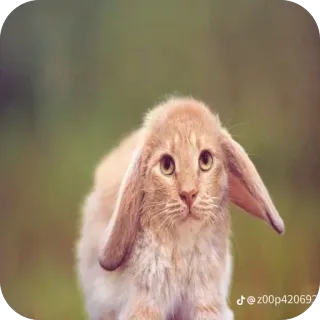 🫥 chat, lapin, drôle, animal, animal de compagnie, mignon, hybride telegram sticker