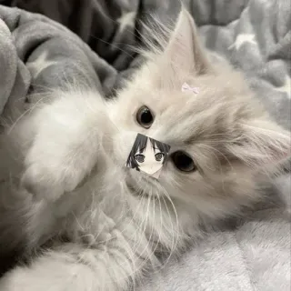 🌟 kätzchen, katze, anime, aufkleber, süß, haustier telegram sticker