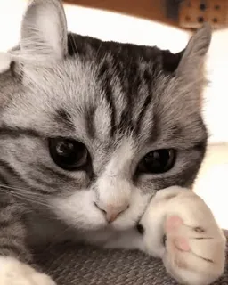 😒 猫, 子猫, 動物, かわいい, ペット, ネコ telegram sticker