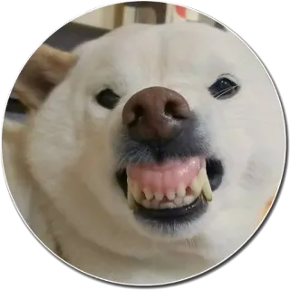 😬 chien, dents, animal, portrait, chien blanc, shiba inu whatsapp sticker