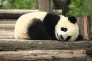 ☹ panda, animal, cute, bear telegram sticker