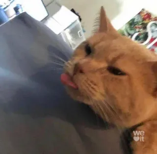 😸 we it kat, huisdier, dier, tong, schattig, meme telegram sticker