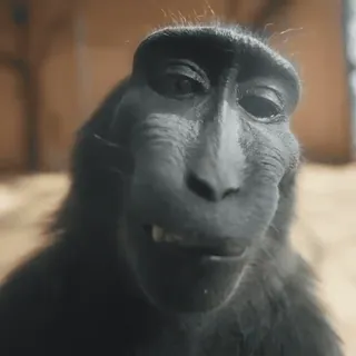 🐵 scimmia, scimmia antropomorfa, animale, primate, fauna selvatica, mammifero telegram sticker