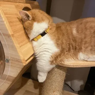 🌿 mèo, thú cưng, đang ngủ, mèo vàng, cây mèo, động vật nuôi, mèo telegram sticker