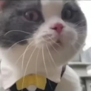 🌚 gato, animal, animal doméstico, animal de estimação whatsapp sticker