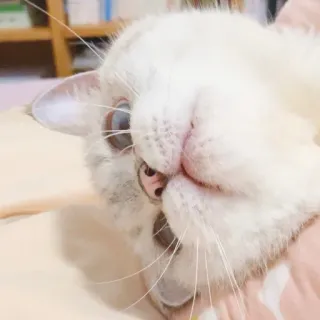 🐈 猫, 動物, 白い猫, ペット, ペット, ネコ科 whatsapp sticker