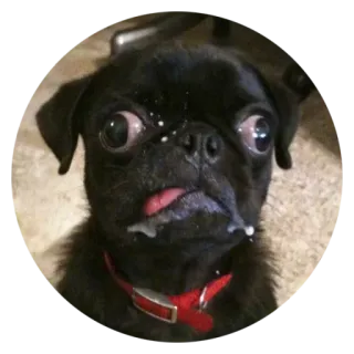 😨 パグ, 犬, ペット, 動物, 可愛い, ミーム, 面白い telegram sticker