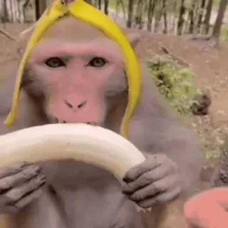 🐵 monkey, banana, animal, ape, eating, fruit whatsapp sticker