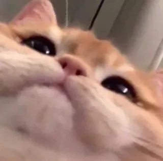 🫶 cat, animal, pet, cute, orange, meme, funny, domestic telegram sticker