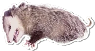 😲 オポッサム, 動物, 有袋類, かわいい, 野生動物 telegram sticker
