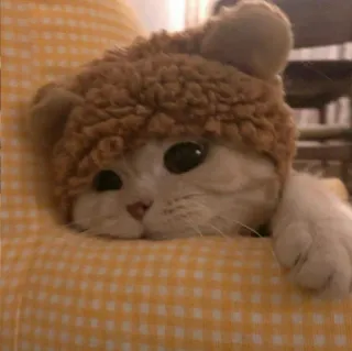 🐈 Katze, Kätzchen, Tier, süß, Haustier, Hut, Bärenmütze telegram sticker