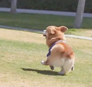 🏃 anjing, corgi, hewan, peliharaan, berlari, rumput, luar ruangan telegram sticker