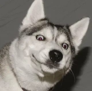 🔥 dog, husky, funny, meme, animal whatsapp sticker