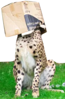 🎲 cheetah, box, animal, funny, humor, cardboard whatsapp sticker