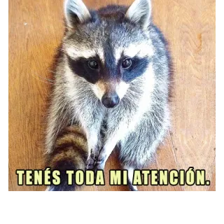 😶 TENÉS TODA MI ATENCIÓN. rakun, perhatian, imut, hewan whatsapp sticker
