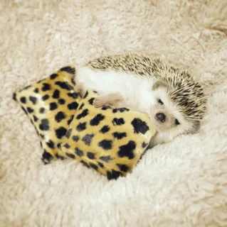🦔 egel, dier, huisdier, schattig, kussen telegram sticker
