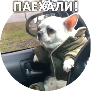 🚗 ПОЕХАЛИ! cane, chihuahua, guidare, russo, carino whatsapp sticker