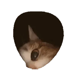 👁 cat, animal, pet, cute, looking, eye, peeking telegram sticker