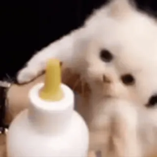 🍼 котёнок, кот, животное, бутылочка, домашнее животное, питомец telegram sticker