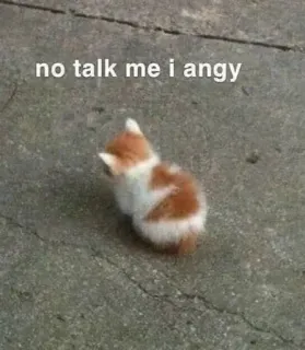 😕 no talk me i angy котенок, злой, мем, кот, смешной, питомец telegram sticker