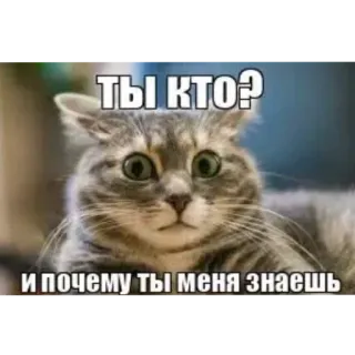 🐱 ТЫ КТО?
И почему ты меня знаешь Katze, Meme, Russisch, Frage, Haustier, Tier whatsapp sticker