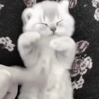 😰 kociak, kot, zwierzę domowe, zwierzę, słodki, zwierzę domowe, uroczy, odpoczynek telegram sticker