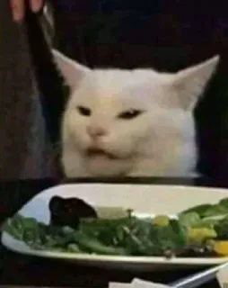 🐱 cat, meme, dinner, salad, white cat telegram sticker