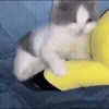 🐱