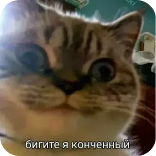 🐱 бигите я конченный chat, mème, russe, animal, animal de compagnie telegram sticker