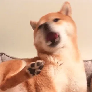 🥴 dog, shiba inu, cute, animal telegram sticker