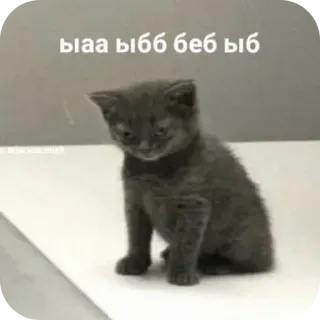 🤓 ыаа ыбб беб ыб 고양이, 새끼 고양이, 밈, 러시아, 웃긴 telegram sticker
