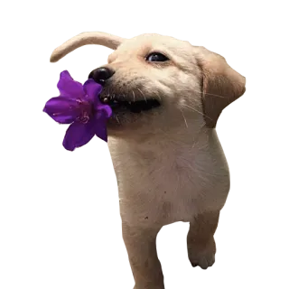 😺 cachorro, perro, flor, lindo, animal, mascota telegram sticker