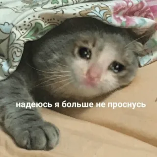 😿 Sad Cat надеюсь я больше не проснусь telegram sticker
