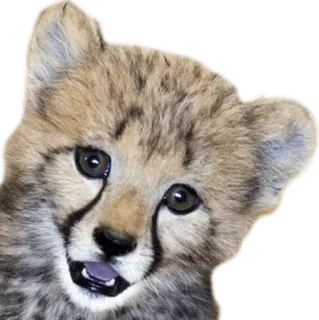 😇 cheetah, cub, animal, wildlife, cute, feline whatsapp sticker