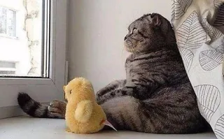 😶 cat, chick, window, animal, cute, pet telegram sticker