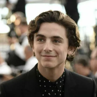 🦇 Timothée Chalamet actor, celebridad, retrato, persona, hombre telegram sticker