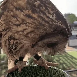 🦉 sowa, ptak, zwierzę, dzika przyroda, natura telegram sticker