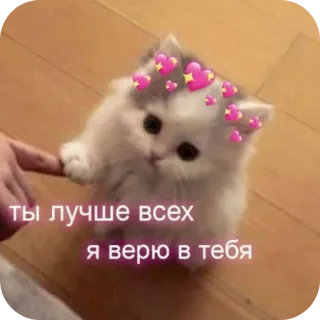 🐱 ты лучше всех
я верю в тебя 猫, 子猫, ハート, 可愛い, 応援 telegram sticker