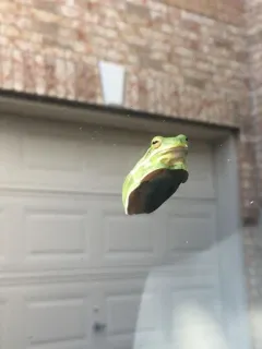 😒 Frosch, Tier, Natur, Grün, Amphibie, Wildtier, Makro whatsapp sticker
