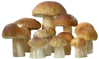 🍗 hongo, hongos, comida, naturaleza, bosque, comestible telegram sticker