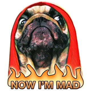 😡 NOW I'M MAD 퍼그, 강아지, 미친, 화난, 밈, 웃긴, 귀여운 telegram sticker