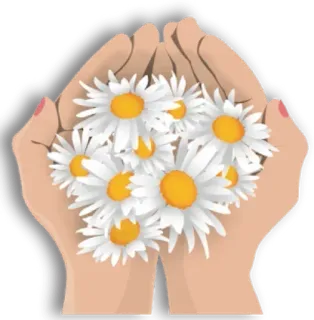 🌼 ดอกไม้, ดอกเดซี่, มือ, ช่อดอกไม้, ธรรมชาติ, สันติภาพ, ลายดอกไม้ telegram sticker