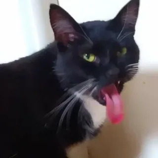 🤢 cat, animal, pet, tongue, black cat, mammal telegram sticker