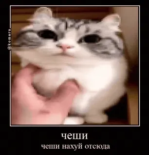 🚶 чеши
чеши нахуй отсюда gato, meme, russo, engraçado, animal whatsapp sticker