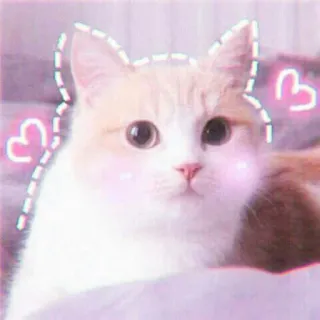 🍓 gato, lindo, animal, corazones, kawaii, gatito, mascota telegram sticker