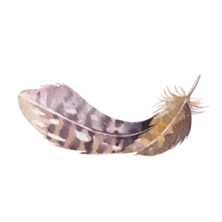 💎 깃털, 새, 빛, 수채화, 부드러운 telegram sticker